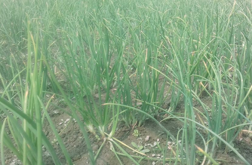 সুন্দরগঞ্জের চরাঞ্চলের পাতা পেঁয়াজ এখন বাজারে