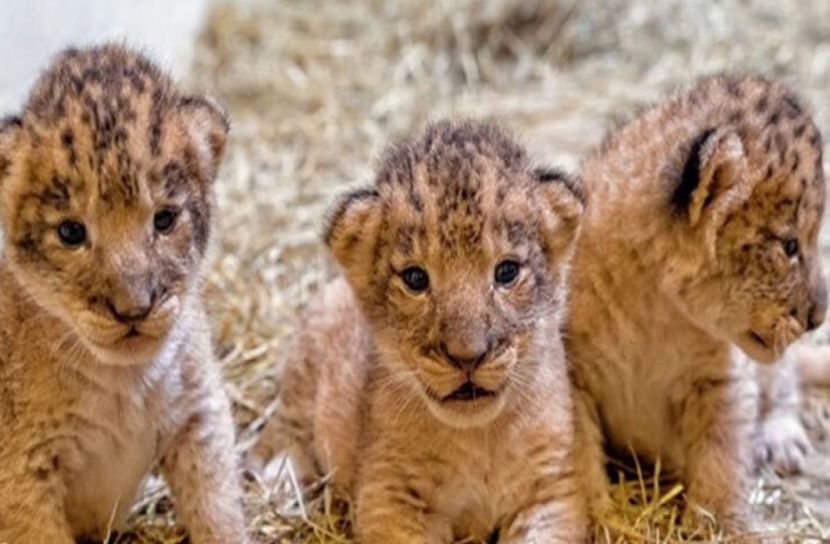 জাপানে বিড়ালের চেয়ে সিংহের দাম কম