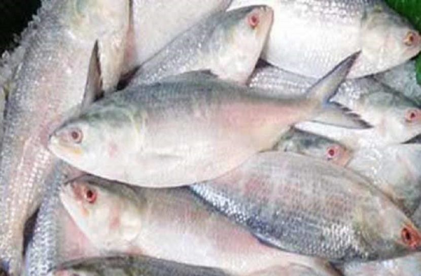 আগামী মৌসুমে ইলিশের উৎপাদন হবে দ্বিগুণ