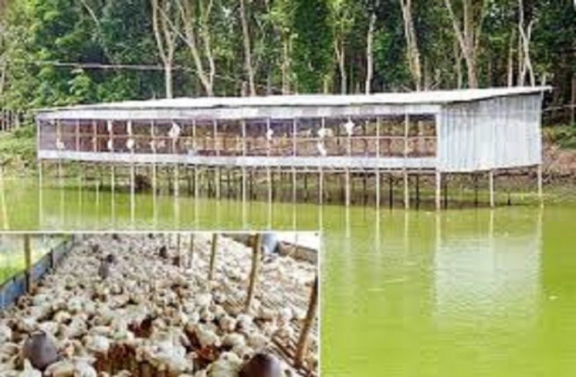 স্বাবলম্বী হতে মুরগি সমন্বিত মাছ চাষ