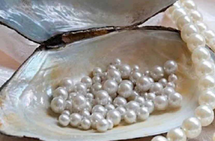 গ্রামীণ অর্থনীতির নতুন সম্ভাবনা মুক্তা চাষ