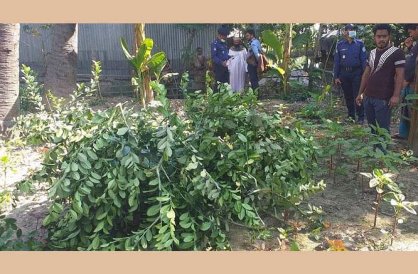 বোয়ালমারীতে দুই শতাধিক লেবু গাছ কেটে ফেলেছে দুর্বৃত্তরা