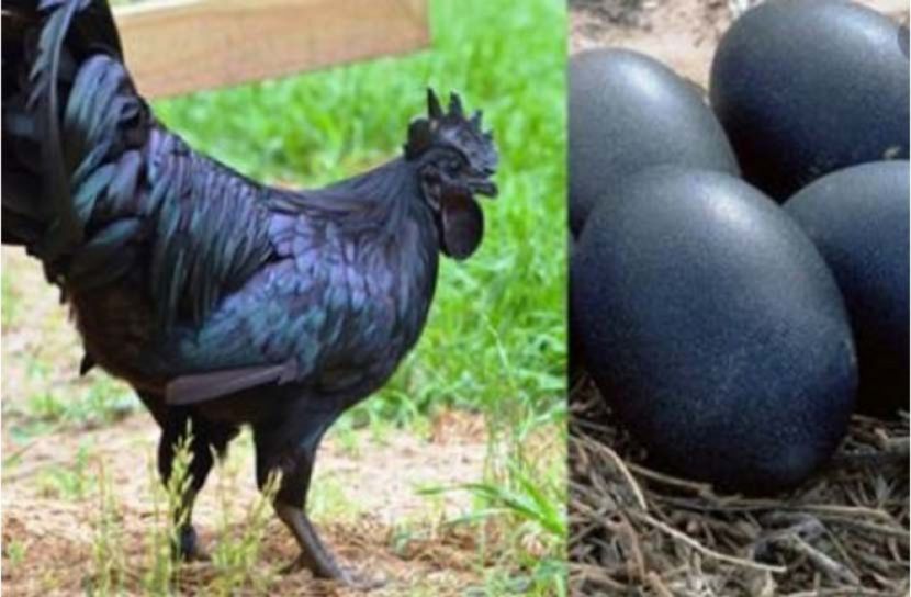 ভারতে কালো মুরগি নিয়ে কাড়াকাড়ি