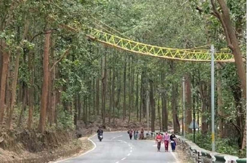 প্রাণীদের জন্য বিশ্বে প্রথম ‘ইকো সেতু’