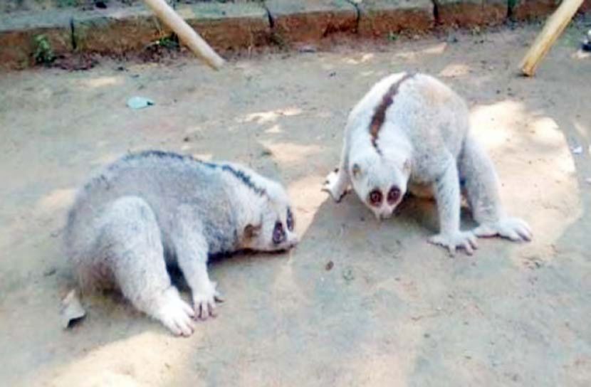 লোকালয়ে লজ্জাবতী বানর