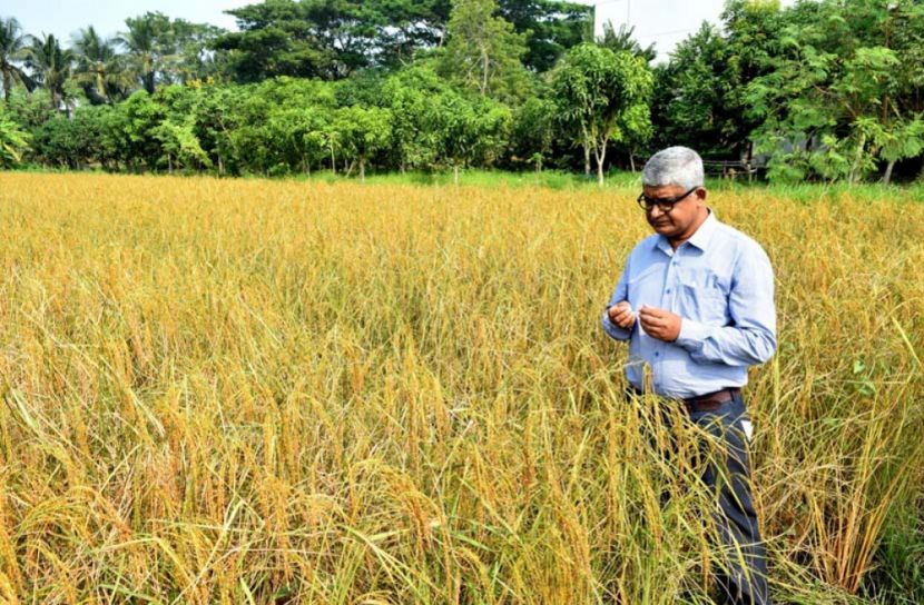 টিস্যুকালচারের মাধ্যমে নতুন জাতের ধান উদ্ভাবনের দ্বারপ্রান্তে