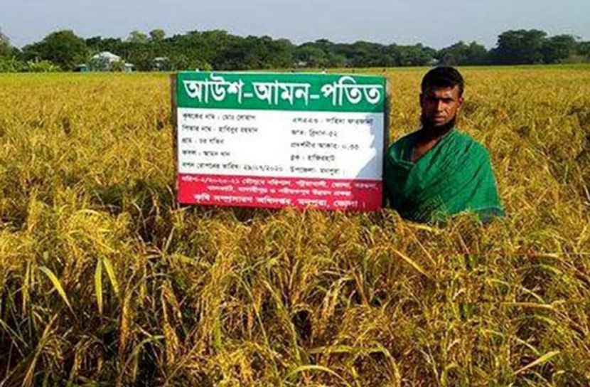 ভোলায় আমনের বাম্পার ফলন, কৃষকের মুখে হাসি