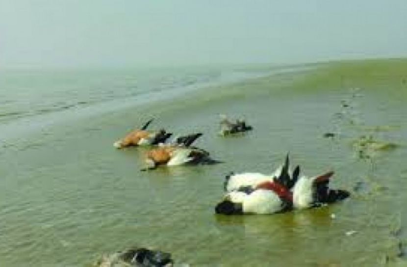 হাকালুকিতে পাখি নিধনে দুই জনের কারাদণ্ড