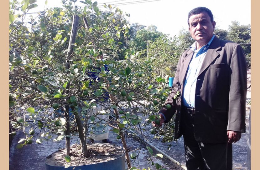 সুন্দরগঞ্জের কঞ্চিবাড়ি ইউপি ভবন ছাদে ফলদ বাগান