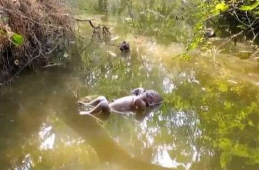 নাটোরে পুকুর থেকে নবজাতকের  মরদেহ উদ্ধার