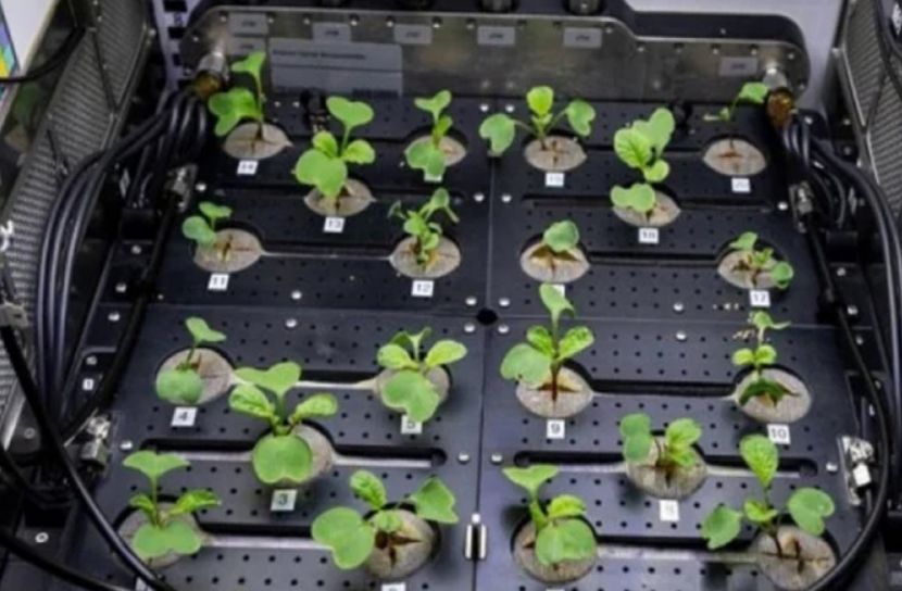 মহাকাশে মূলা চাষ করে বিপ্লব ঘটালো নাসা