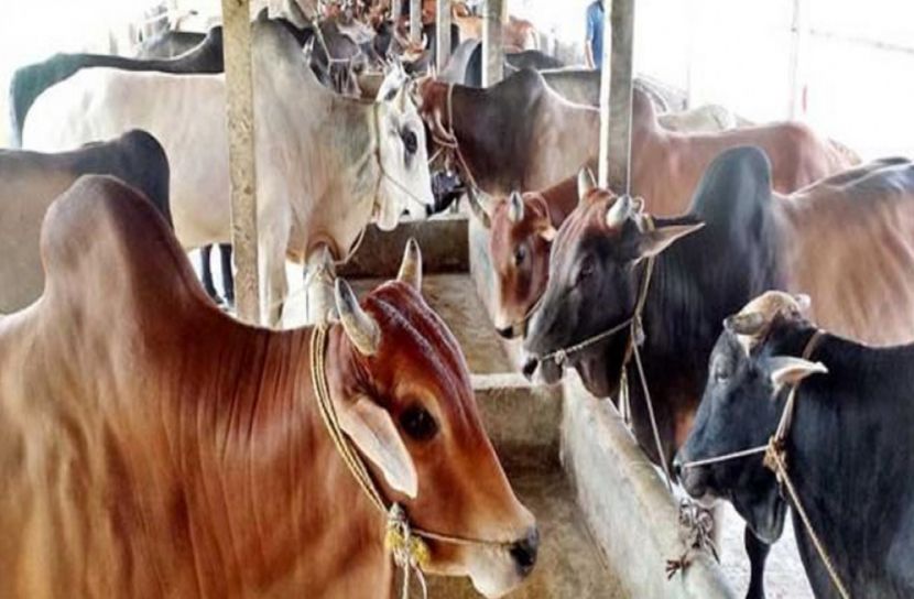 গরু পালনে বাংলাদেশ বিশ্বে দ্বাদশ