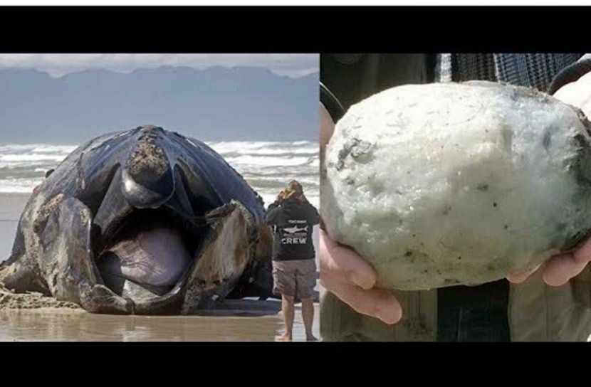 তিমির বমিতে কোটিপতি মৎস্যজীবী