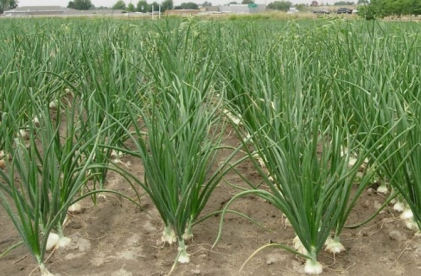 উলিপুরে পেঁয়াজ বীজের দাম চড়া,  উৎপাদন ব্যাহতের সম্ভাবনা