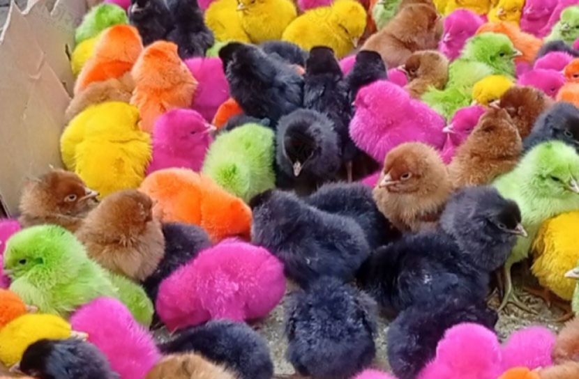 জনপ্রিয় হচ্ছে বাহারি রঙের মুরগির বাচ্চা