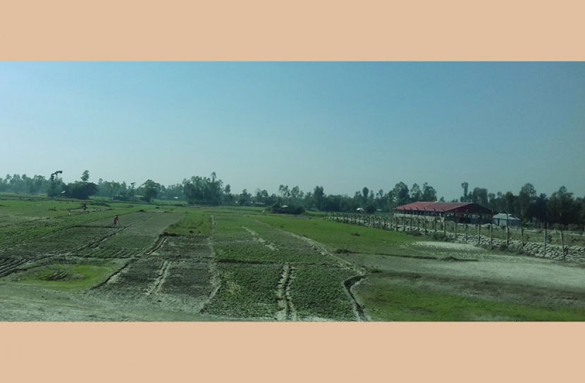 সুন্দরগঞ্জে তিস্তার বালুচরে সবুজের সমারোহ