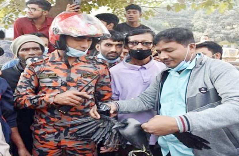 ৯৯৯ এ ফোন: মগডালে আটকেপড়া কাক উদ্ধার