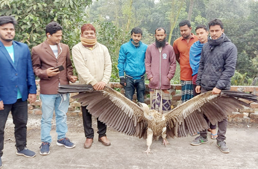 বিলুপ্ত প্রজাতির শুকুন উদ্ধার