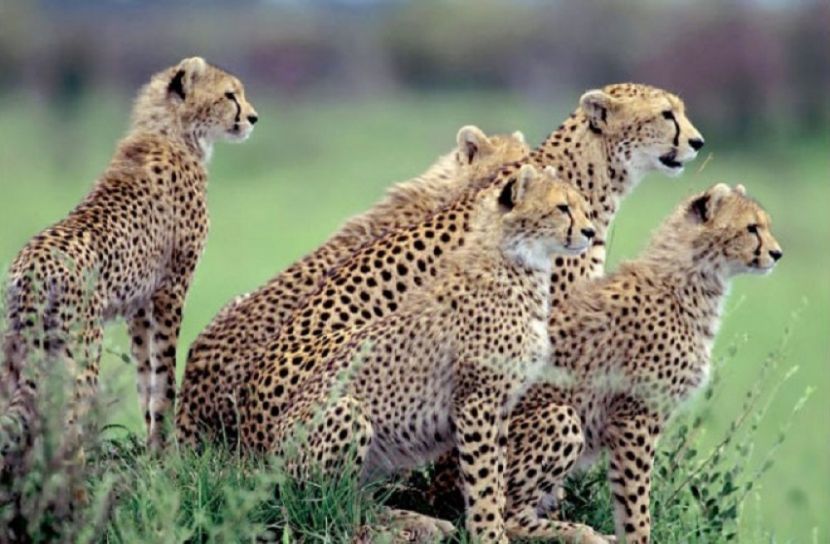 ভারতের বনাঞ্চলে ৪ বছরে চিতা বেড়েছে ৫ হাজার