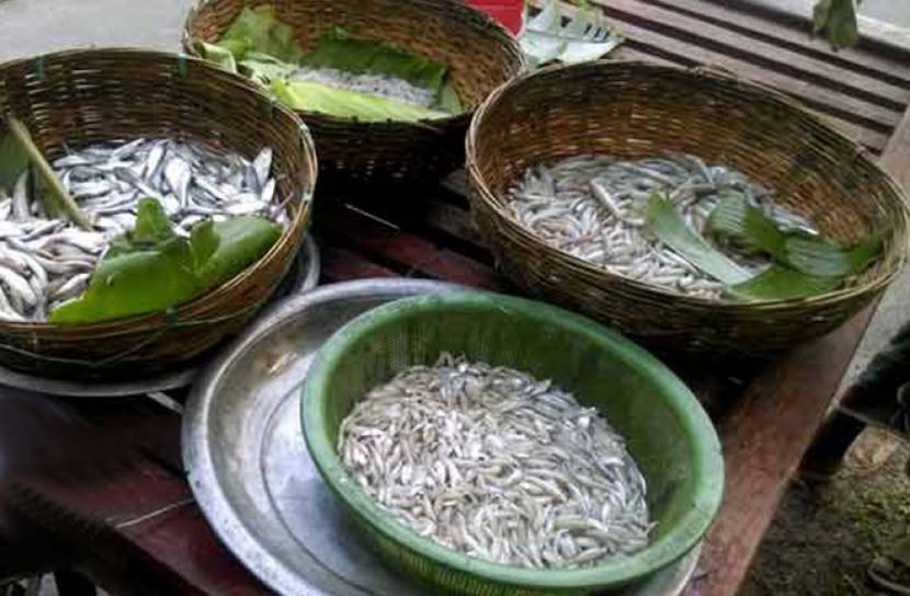 বাজারে নয় বাড়ি বাড়ি বিক্রি হচ্ছে রেণুপোনা