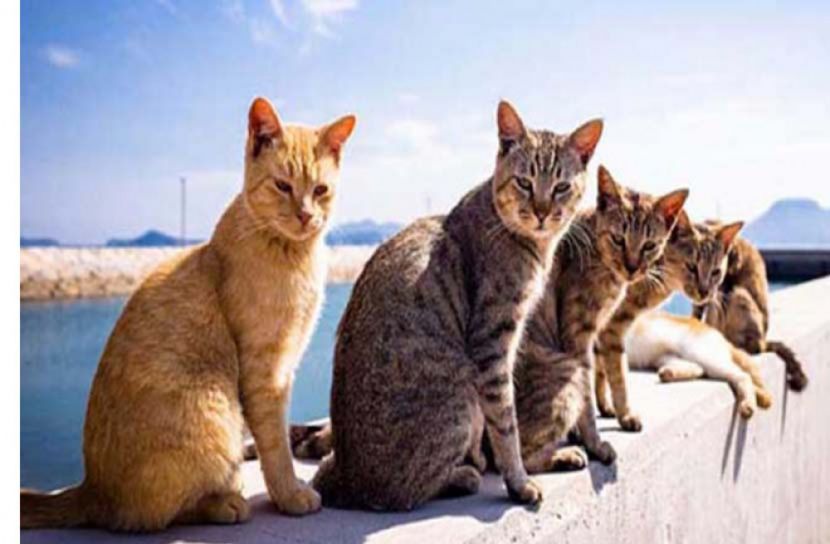 বিড়ালের নামে সম্পত্তি উইল