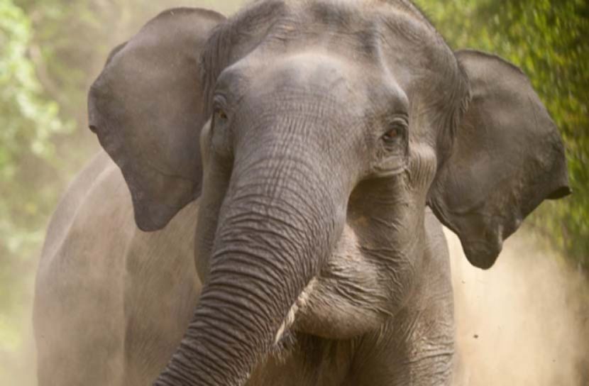 হাতির বিরুদ্ধে থানায় জিডি