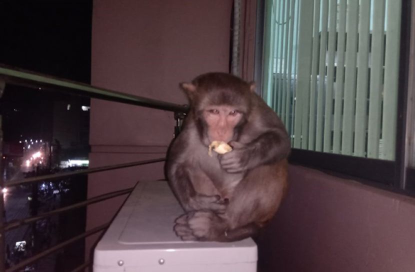 সিলেটে বিপন্ন বানরকূলকে বাঁচান