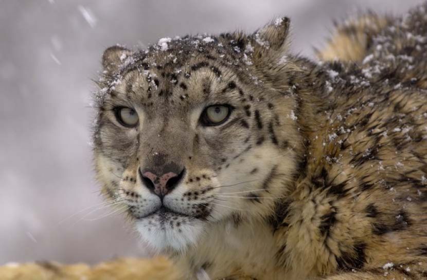 চিড়িয়াখানায় চিতার দেহে করোনাভাইরাস