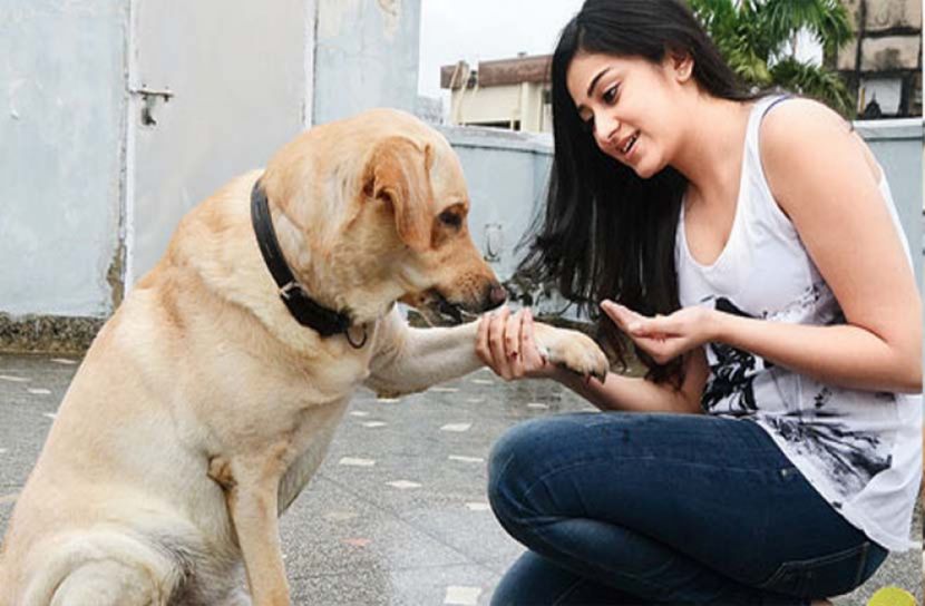 পোষা কুকুর থেকে হতে পারে ডায়াবেটিস