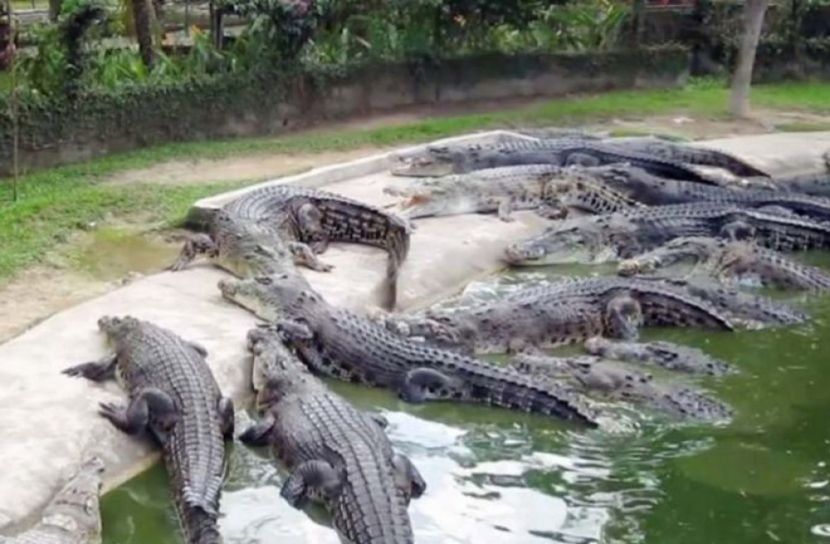 ভালুকায় কুমিরের চামড়া রফতানি করে স্বাবলম্বী খামারীরা