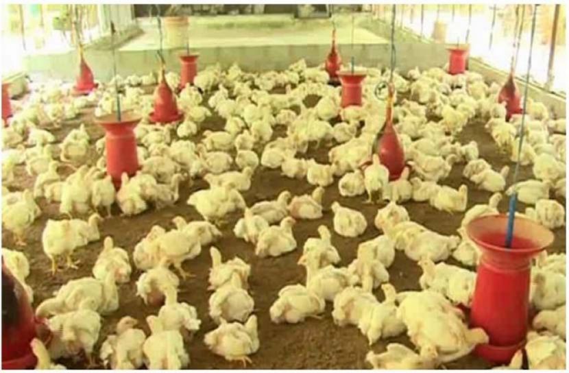 জাপানে ছড়িয়ে পড়ছে ভয়াবহ বার্ড ফ্লু