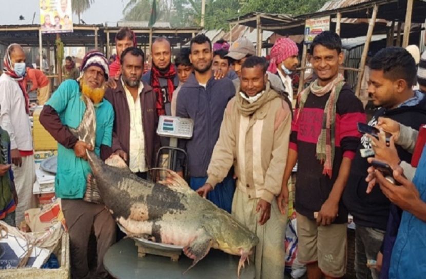 পদ্মায় জেলের জালে ৮০ কেজি ওজনের বাঘাইর