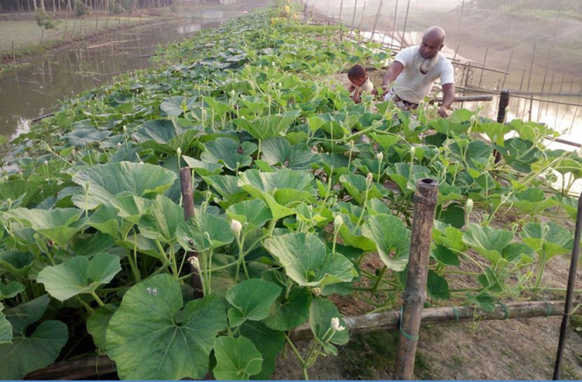 বুড়ি তিস্তার ১১ কিলোমিটারজুড়ে শাক-সবজির সমারোহ