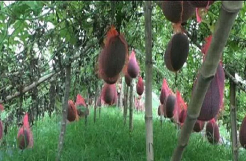 ব্লাক বেবি তরমুজ চাষে সফল ভোলার কৃষকরা