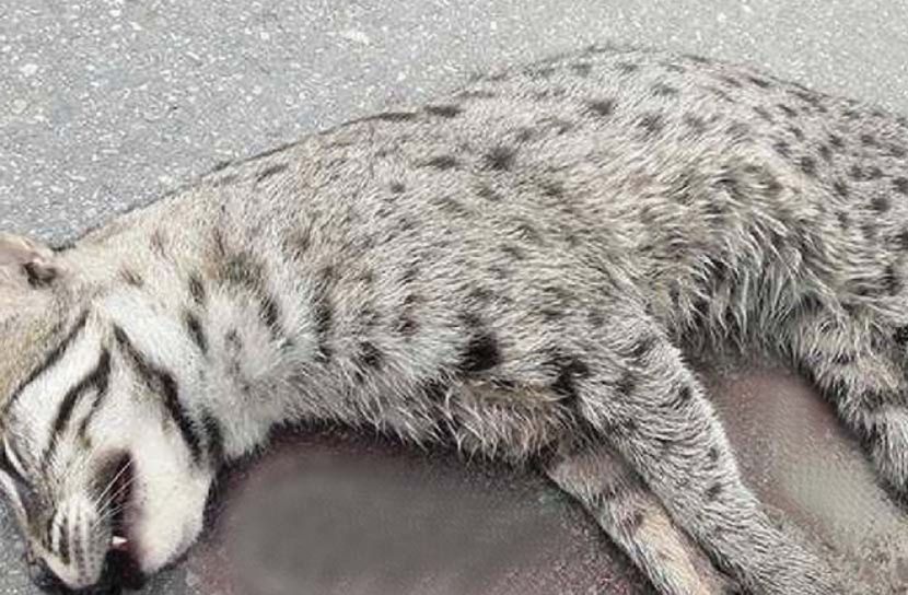 সড়কের পাশে মেছো বাঘের মৃতদেহ