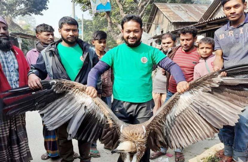 বিপন্ন প্রজাতির শকুন উদ্ধার
