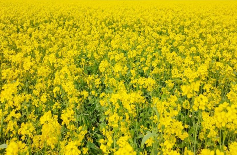 হলুদ বরণে সেজেছে ফসলের মাঠ