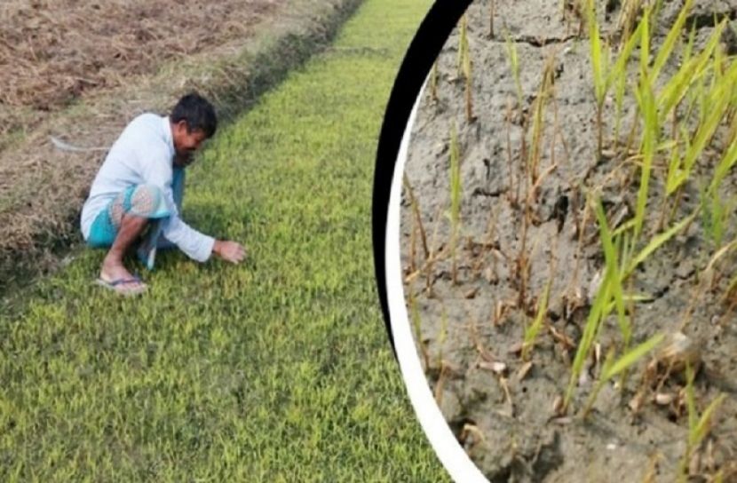 শীত ও ঘন কুয়াশায় বোরো ধানের বিজতলা নিয়ে শঙ্কা