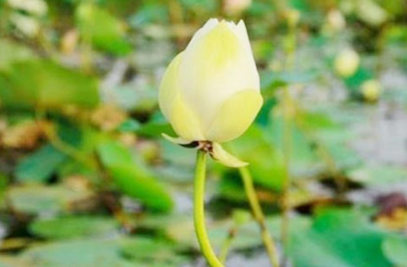 সেই হলুদ পদ্মের নাম রাখা হলো ‘গোমতী’