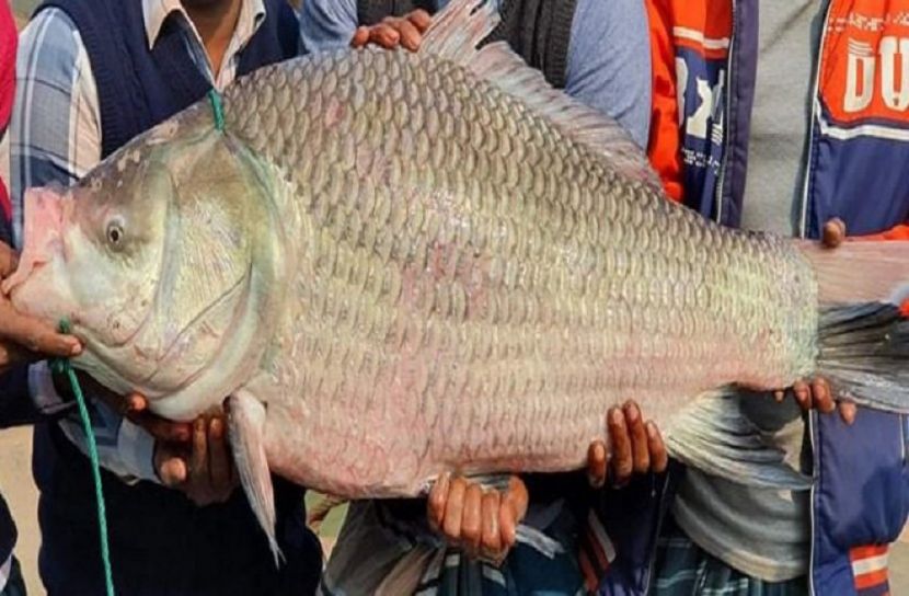 এক কাতল মাছ ২৯৪০০ টাকা