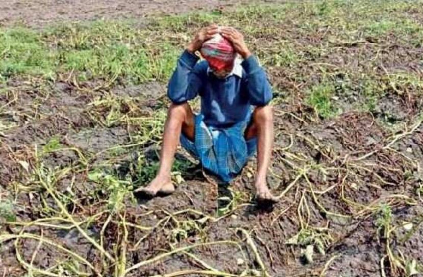 রাজশাহীতে এক হাজার বিঘা জমির আলু নষ্ট