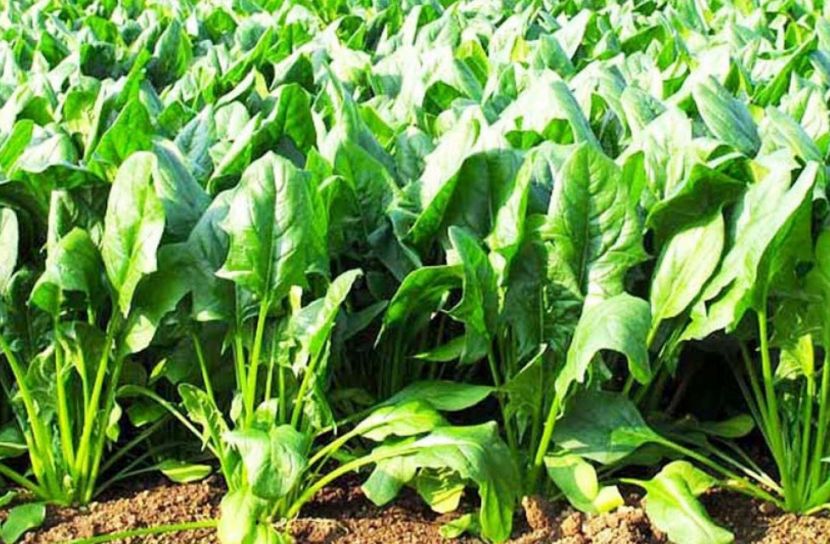 পালং শাকে দূরে থাকবে জটিল রোগ