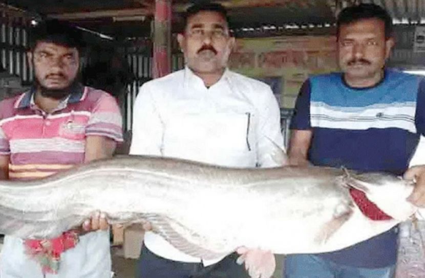 পদ্মায় জেলের জালে ২৫ কেজি ওজনের বোয়াল