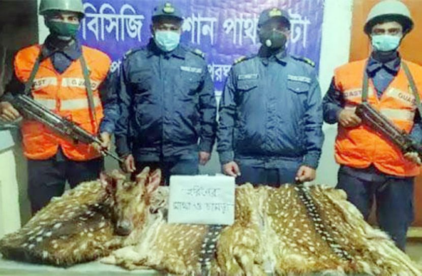 বরগুনায় তিনটি হরিণের চামড়া-মাথা উদ্ধার