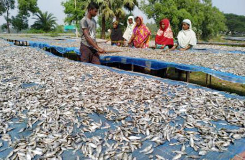 চলনবিলের বাতাসে শুঁটকির গন্ধ