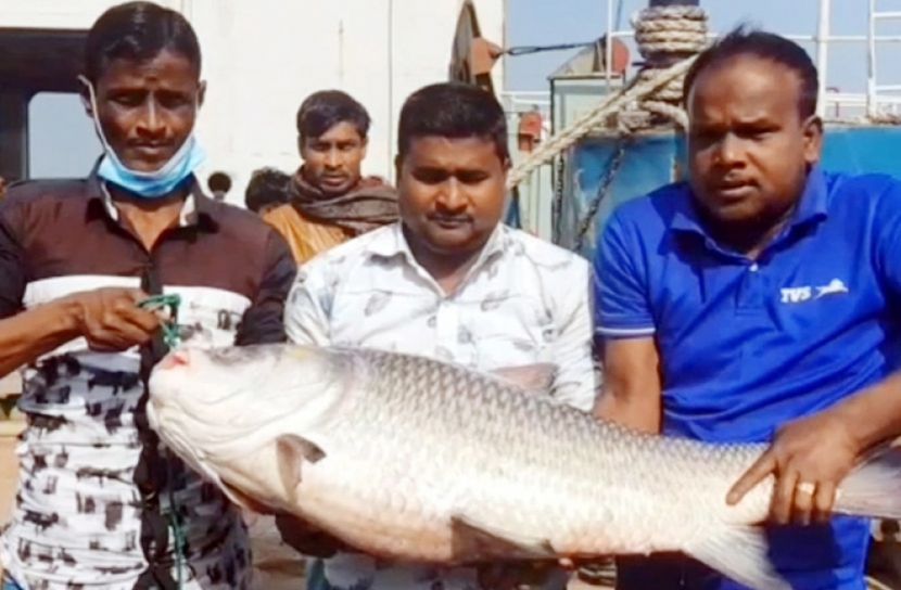 ২ কাতলেই ১ মণ