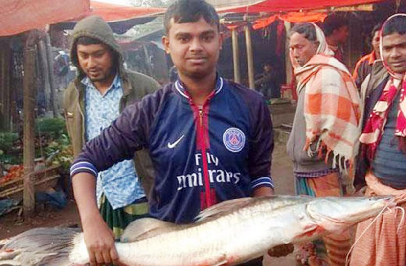 পদ্মায় মিলল ১১ কেজির আইড়