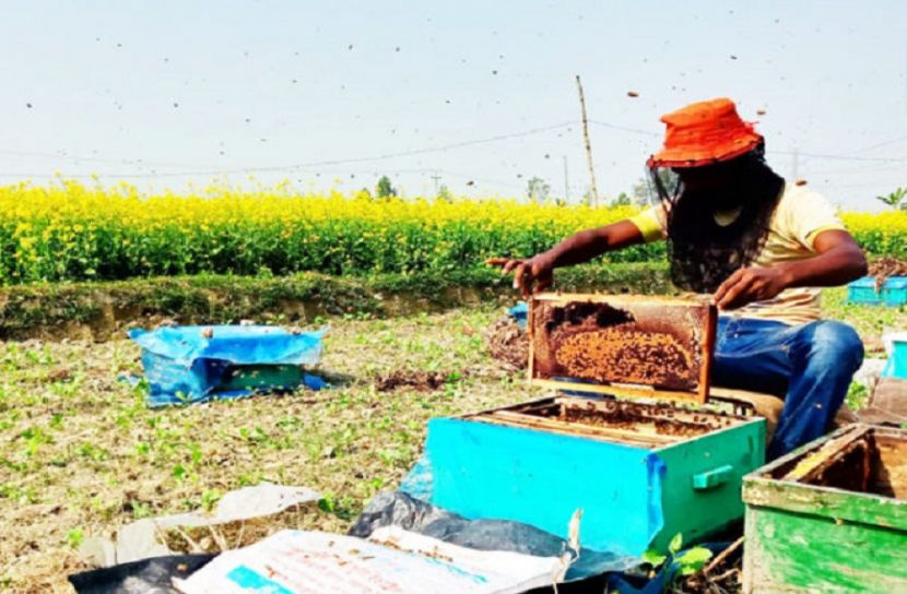 দিগন্ত জোড়া হলুদ সরিষার ক্ষেত জুড়ে মৌমাছির চাষ