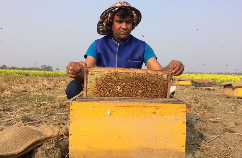 মৌ খামারে স্বাবলম্বী মামুন