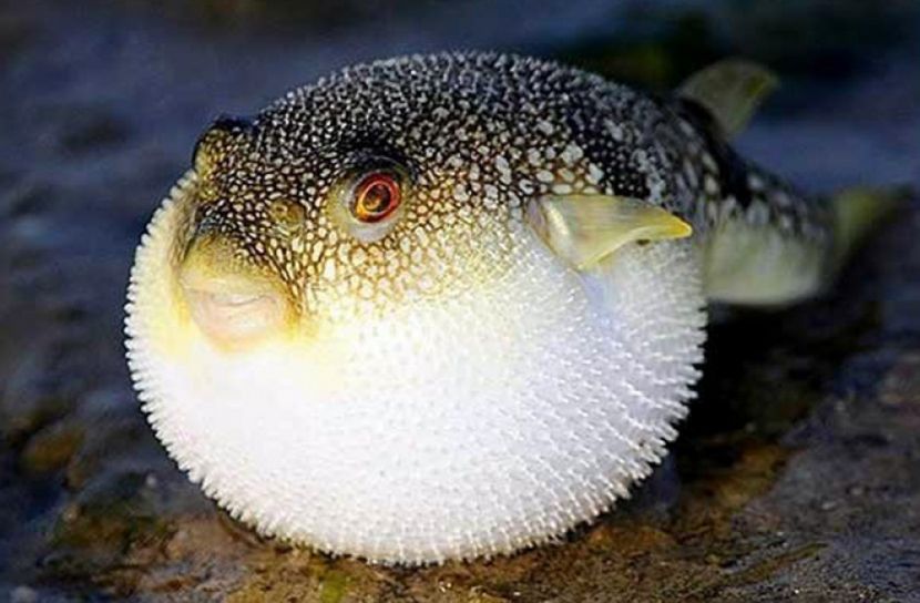 পটকা মাছ খেয়ে বউ-শাশুড়ির মৃত্যু